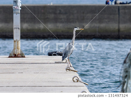 Gray heron standing on the beach 131497324