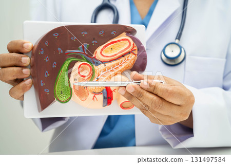 Liver with gallbladder, pancreas spleen and duodenum, Asian doctor holding human anatomy model for study diagnosis and treatment in hospital. 131497584
