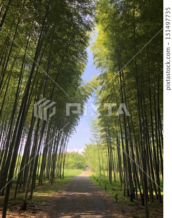 竹林隧道 竹林隧道 131497735