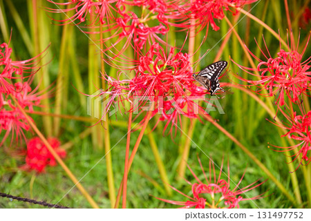 為秋天著色的孤挺花簇 131497752