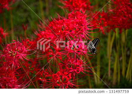 Cluster amaryllis that colors autumn 131497759