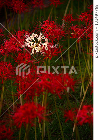 Cluster amaryllis that colors autumn Cluster amaryllis that colors autumn 131497768