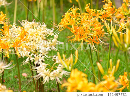 Cluster amaryllis that colors autumn Cluster amaryllis that colors autumn 131497781