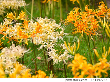 為秋天著色的孤挺花簇 131497783