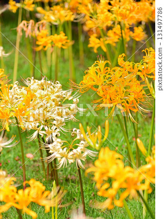 Cluster amaryllis that colors autumn 131497786