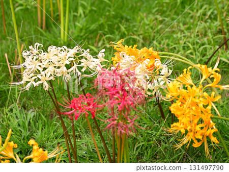 為秋天著色的孤挺花簇 131497790