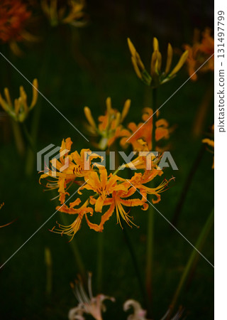 Cluster amaryllis that colors autumn 131497799