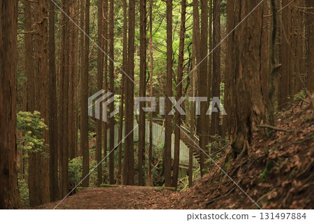 A dim forest road A dim forest road 131497884