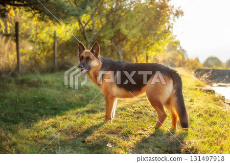Adorable German shepherd standing in green grass Adorable German shepherd standing in green grass 131497918
