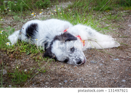 Puppy lying In the grass, close up portrait 131497921