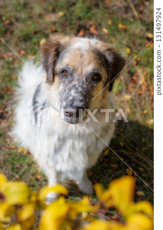 Big dog sitting, colorful autumn forest Big dog sitting, colorful autumn forest 131497924