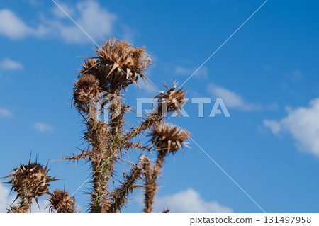 Dry thistle against blue sky 131497958