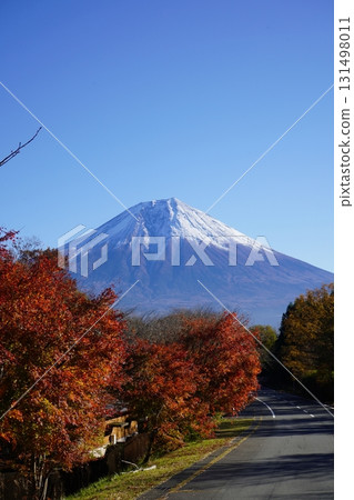 Mount Fuji in the autumn foliage season Mount Fuji in the autumn foliage season 131498011