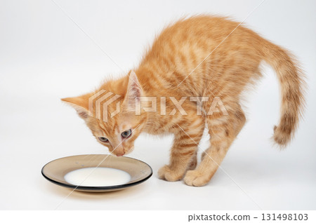 Kitty stand after drinking milk Kitty stand after drinking milk 131498103