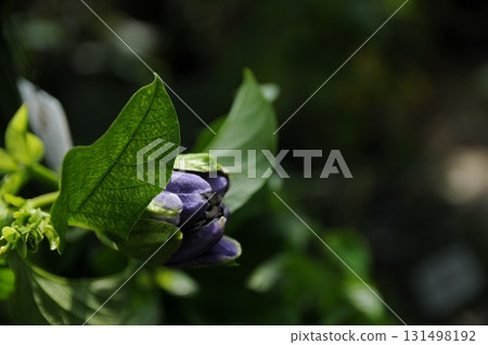 秋日炎熱，汗流浹背 131498192