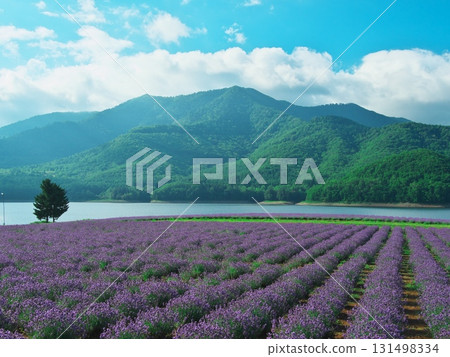 夏天的北海道南富良野市金山湖薰衣草園 131498334