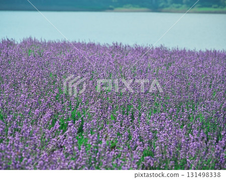 Summer in Minamifurano, Hokkaido, Lake Kanayama Lavender Garden Summer in Minamifurano, Hokkaido, Lake Kanayama Lavender Garden 131498338