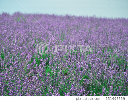 夏天的北海道南富良野市金山湖薰衣草園 夏天的北海道南富良野市金山湖薰衣草園 131498339