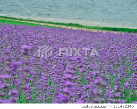 夏天的北海道南富良野市金山湖薰衣草園 夏天的北海道南富良野市金山湖薰衣草園 131498340