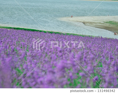 夏天的北海道南富良野市金山湖薰衣草園 夏天的北海道南富良野市金山湖薰衣草園 131498342