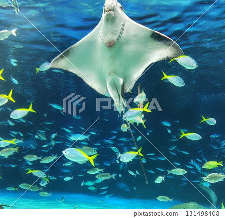 曼塔游泳 131498408