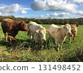 Curious cows in an Irish field  131498452