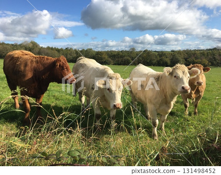 Curious cows in an Irish field Curious cows in an Irish field 131498452
