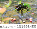 A composition of autumn leaves and apples on the ground  131498455