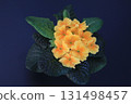 Golden primrose on a dark background  131498457