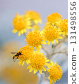 I took a picture of a bee that appeared at the Kansai Expo with a yellow flower. 131498556