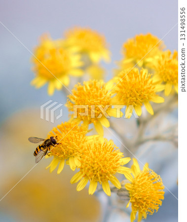 I took a picture of a bee that appeared at the Kansai Expo with a yellow flower. I took a picture of a bee that appeared at the Kansai Expo with a yellow flower. 131498556