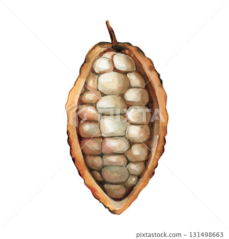 Open cocoa pod watercolor illustration cacao beans tropical exotic fruit organic chocolate ingredient food art isolated 131498663