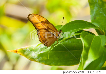 The beauty of the colors and pattern of a butterfly 131498743