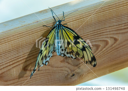 The beauty of the colors and pattern of a butterfly The beauty of the colors and pattern of a butterfly 131498748