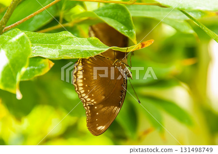 The beauty of the colors and pattern of a butterfly 131498749