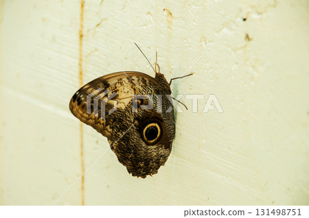 The beauty of the colors and pattern of a butterfly 131498751