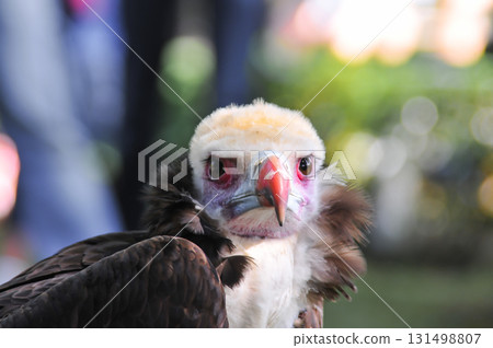 Eagle in a natural park 131498807