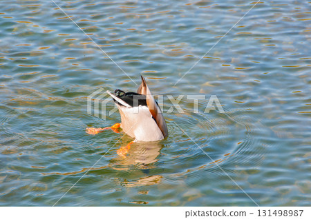 Ducks in their natural environment Ducks in their natural environment 131498987