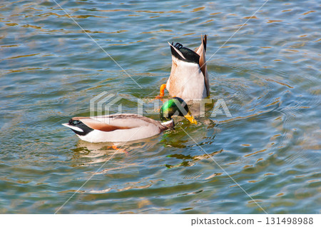 Ducks in their natural environment Ducks in their natural environment 131498988