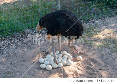 Male ostrich joining the eggs in the nest Male ostrich joining the eggs in the nest 131499058