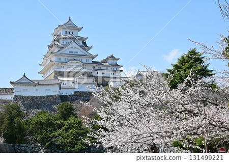 The multi-tiered castle tower and Somei-Yoshino cherry blossoms (Himeji Castle) 131499221