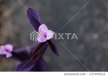 Early autumn tradescantia 02 Early autumn tradescantia 02 131499222