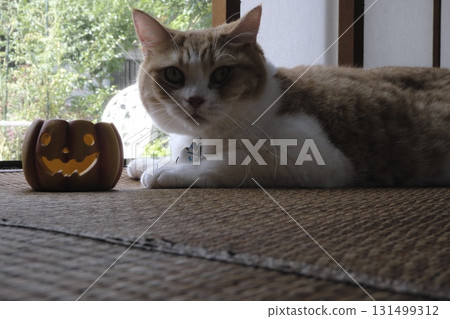 A short-legged Munchkin cat relaxing on the tatami mat in a Japanese-style room A short-legged Munchkin cat relaxing on the tatami mat in a Japanese-style room 131499312