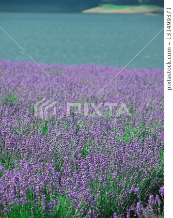 夏天的北海道南富良野市金山湖薰衣草園 131499371