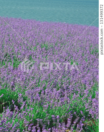 夏天的北海道南富良野市金山湖薰衣草園 夏天的北海道南富良野市金山湖薰衣草園 131499372