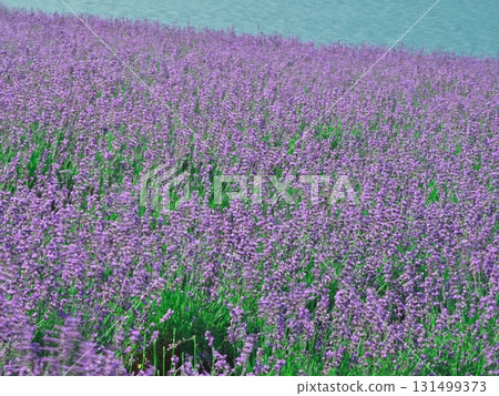 Summer in Minamifurano, Hokkaido, Lake Kanayama Lavender Garden 131499373