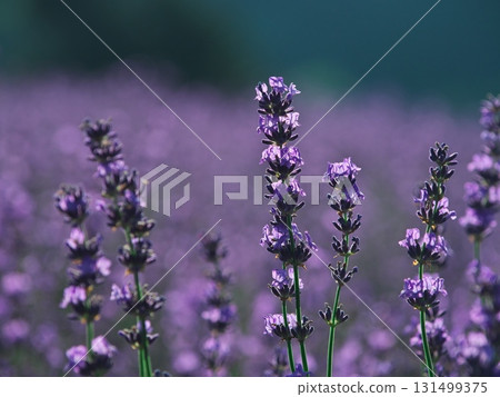 Summer in Minamifurano, Hokkaido, Lake Kanayama Lavender Garden Summer in Minamifurano, Hokkaido, Lake Kanayama Lavender Garden 131499375