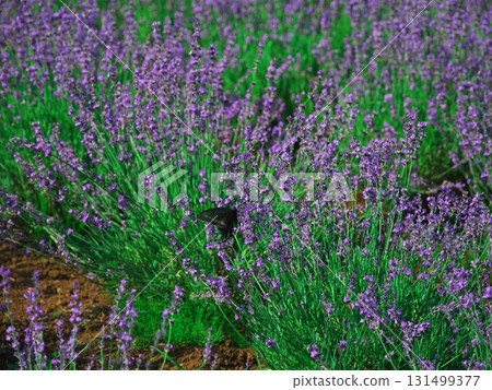 北海道南富良野的夏天，金山湖薰衣草園裡的日本寒鴉 131499377