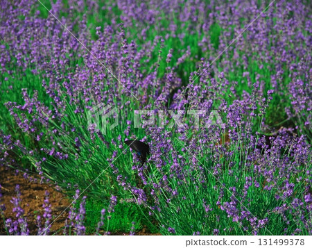 Summer in Minamifurano, Hokkaido, Japanese jackdaw in the lavender garden at Lake Kanayama Summer in Minamifurano, Hokkaido, Japanese jackdaw in the lavender garden at Lake Kanayama 131499378