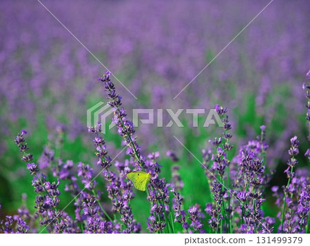 北海道南富良野的夏天，金山湖，薰衣草園和紅粉蝶 131499379